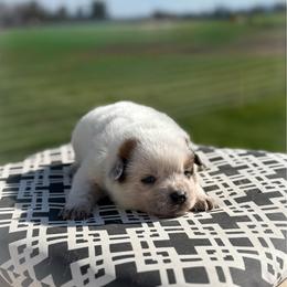 Black collar - Red speckled male Australian Cattle Dog puppy in Spokane, Washington from 4D Cattle Dogs