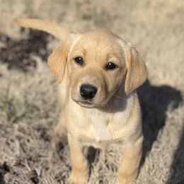 Labrador Retriever puppies from Wheatland Retrievers
