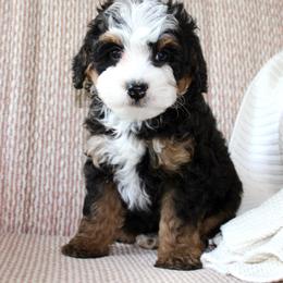 Fynn- READY NOW - Tri-color male Bernedoodle puppy in Apple Creek, Ohio from Cuddle Paws