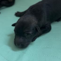 Medium sized dark male - Black sable male Belgian Malinois puppy in Dallas, Texas from RoyalHaus Malinois