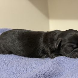 Girl 2 - Black female Shih Tzu puppy in Paintsville, Kentucky from Molly B's ShihTzus