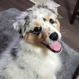 Australian Shepherd Puppies from Rockhill Australian Shepherds