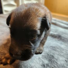 Pink - Mahogany and black female Belgian Tervuren puppy in Merrill, Michigan from Reves Vifs Belgian Shepherds