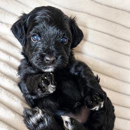Male Havapoo - Black male Havapoo puppy in Dallas, Georgia from West Cobb Dogs