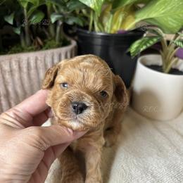 Clark - Red male Cavapoo puppy in Oklahoma from Rocky Oak Cavaliers & Biewer Terriers LLC