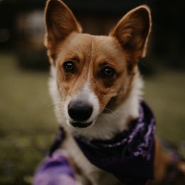 Mabel - Pembroke Welsh Corgi