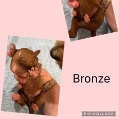 Bronze - Red male Irish Doodle puppy in Harrisburg, Arkansas from Ransone’s Ridge Runners Poodles and Doodles