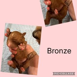 Bronze - Red male Irish Doodle puppy in Harrisburg, Arkansas from Ransone’s Ridge Runners Poodles and Doodles