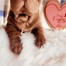 Chinese Shar-Pei from Love Our Shar-Pei