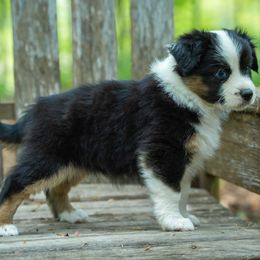 Kele - Black tri female Miniature American Shepherd puppy in Niles, Michigan from Impression Dogs