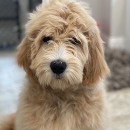 Goldendoodles from Marley & Co.