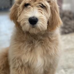Goldendoodles from Marley & Co.