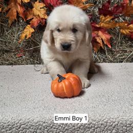 Emmi boy 1 - Light golden male Golden Retriever puppy in Niles, Michigan from Christiana Creek Goldens