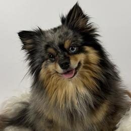 Pomeranians from Hearts Of Love