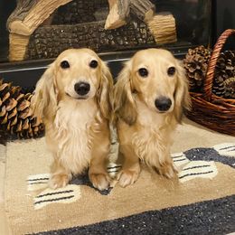 Daisy - Dachshund