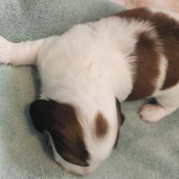 Dachshund Puppies from Happy Acres  Miniature Dachshunds