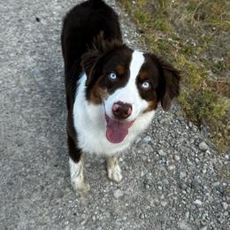 Deej - Miniature American Shepherd