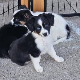 Destiny - female Sporty Mix puppy in Algona, Iowa from Ebonheart Kennel