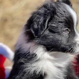 Black Bi Male - Black Miniature Australian Shepherd puppy in Sour Lake, Texas from Flyin M Aussies