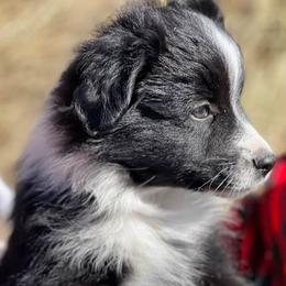 Black Bi Male - Black Miniature Australian Shepherd puppy in Sour Lake, Texas from Flyin M Aussies