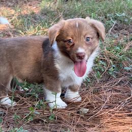 Orange collar - Liver and white male American Corgi puppy in Nashville, Arkansas from Whisenhunt Farms