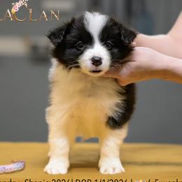 Girl 2 - Black and white female Border Collie puppy in Bryantown, Maryland from Bellaclan Border Collies