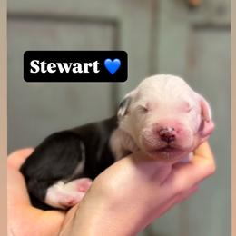 Stewart - Gray and white male Old English Sheepdog puppy in Bristol, Indiana from Ridgeruns OES