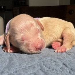 CINDY LOU - Cream female Dachshund puppy in Paradise, Texas from C and J Minis