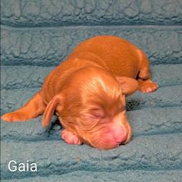 Gaia - Red female Cockapoo puppy in Sunset, Louisiana from Cano Cockapoos