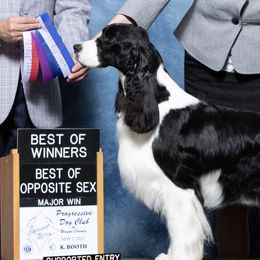 Effie - English Springer Spaniel