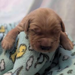 Axew - Golden male Golden Retriever puppy in Minneapolis, Minnesota from Firestorm Goldens