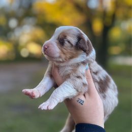 Simba - Red merle male Australian Shepherd puppy in Orlando, Florida from Skaky Shepherds