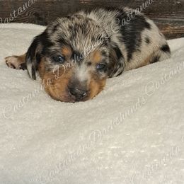 Boy 3 Amor - Dapple Dachshund puppy in Lees Summit, Missouri from Castaneda Dachshunds