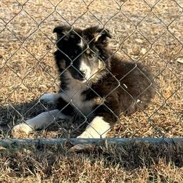 Vance - Tri-color male Border Collie puppy in Cedartown, Georgia from Ferguson Border Collies