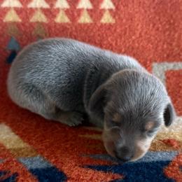 Poppy - Gray (blue) and tan female Dachshund puppy in Okeechobee, Florida from HotShot Kennels