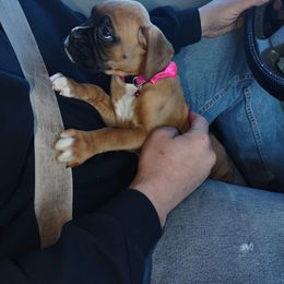 Boston Terrier and Boxer Puppies from Shotgun Pups