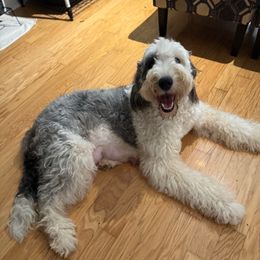 Daisy - Sheepadoodle