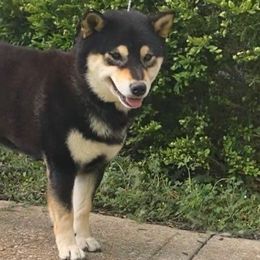 Paisley - Shiba Inu