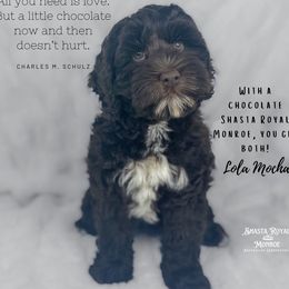 Lola - Australian Labradoodle