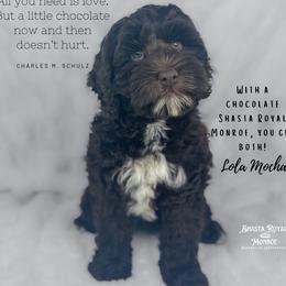Lola - Australian Labradoodle