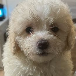 Bichon Frises from Fury Best Friends