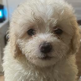 Bichon Frises from Fury Best Friends