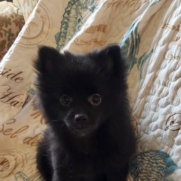 LUNA - Black Pomeranian puppy in Hershey, Pennsylvania from Lauren's Pomeranians