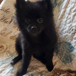 LUNA - Black Pomeranian puppy in Hershey, Pennsylvania from Lauren's Pomeranians