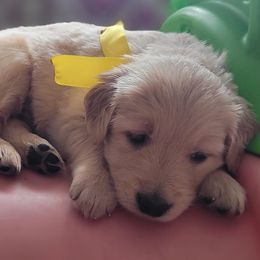 Obi-Wan Kenobi - Golden Golden Retriever puppy in Ocean City, Washington from Mary Market's Sundancin' Goldens