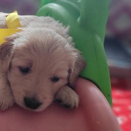 Obi-Wan Kenobi - Golden Golden Retriever puppy in Ocean City, Washington from Mary Market's Sundancin' Goldens
