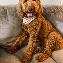 Goldendoodle All Grown Up from Midwest Companions