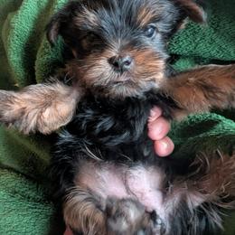 Maybelle - Black and gold female Yorkshire Terrier puppy in East Alton, Illinois from Yorkies of the Shire