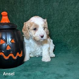 Ansel - Red and white female Cockapoo puppy in Sunset, Louisiana from Cano Cockapoos