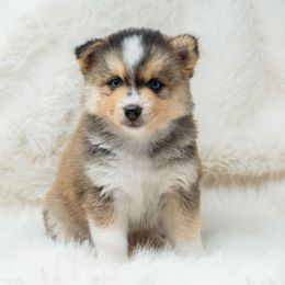 Princess 2.0 - Wolf sable female Pomsky puppy in Spring City, Pennsylvania from Pomsky Power Puppies